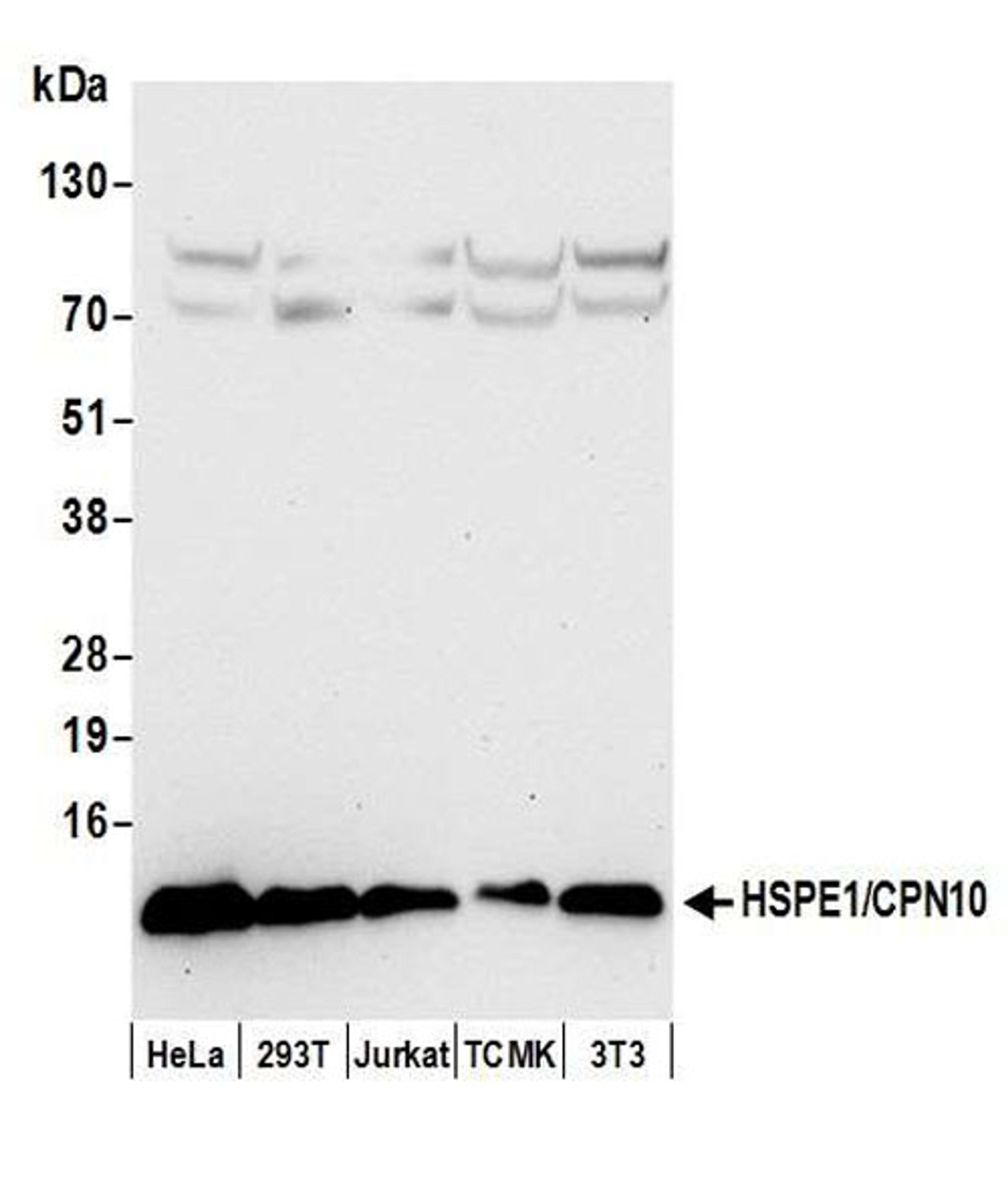 Detection of human and mouse HSPE1/CPN10 by WB.