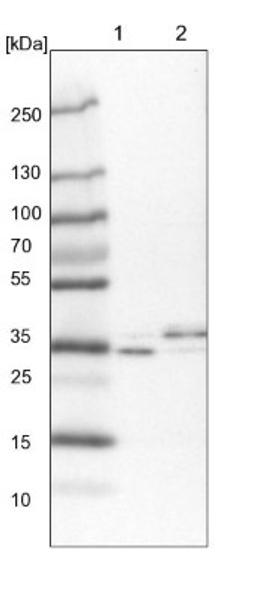 Western Blot: LRRC39 Antibody [NBP1-81198] - Lane 1: NIH-3T3 cell lysate (Mouse embryonic fibroblast cells)<br/>Lane 2: NBT-II cell lysate (Rat Wistar bladder tumour cells)