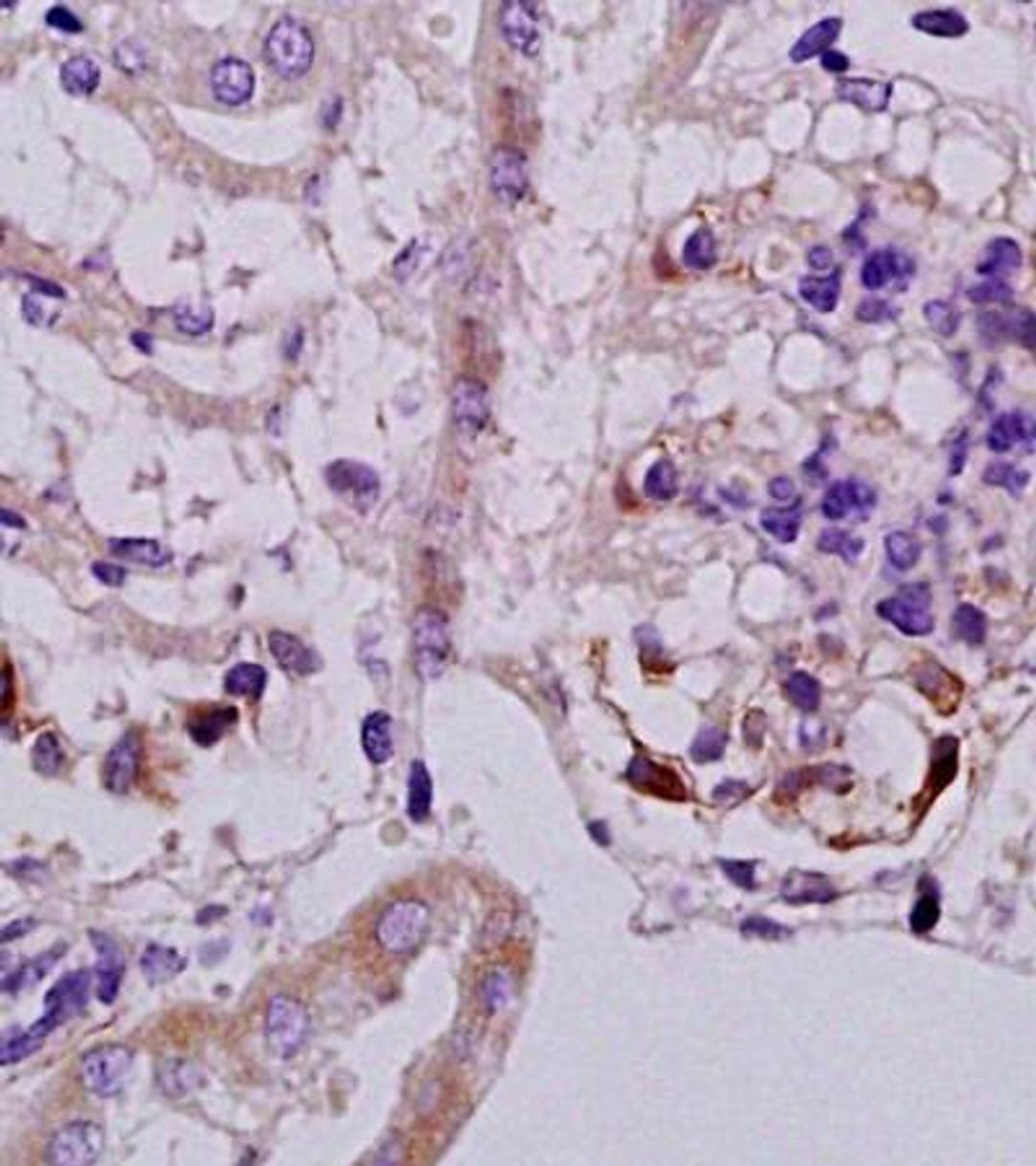 Immunohistochemical analysis of formalin fixed and paraffin embedded rat kidney tissue using Megsin/SerPinb7 antibody