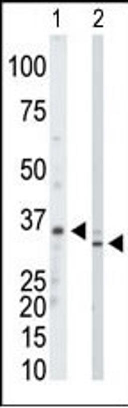 Antibody is used in Western blot to detect PRPS1/2/3 in mouse kidney tissue lysate (Lane 1) and Hela cell lysate (Lane 2).