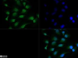 Immunocytochemistry/Immunofluorescence: HDAC3 Antibody [NB100-1669] - HDAC3 antibody was tested in HeLa cells with Dylight 488 (green). Nuclei were counterstained with DAPI (blue). An antibody dilution of 1:10 was used. Image objective 40x.