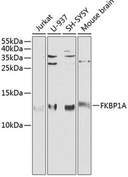 Western blot - FKBP1A antibody (A1763)