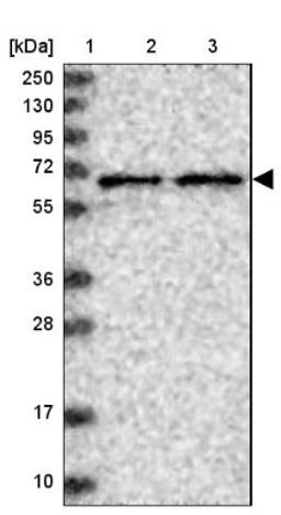 Western Blot: SIAE Antibody [NBP1-84372] - Lane 1: Marker [kDa] 250, 130, 95, 72, 55, 36, 28, 17, 10<br/>Lane 2: Human cell line RT-4<br/>Lane 3: Human cell line U-251MG sp