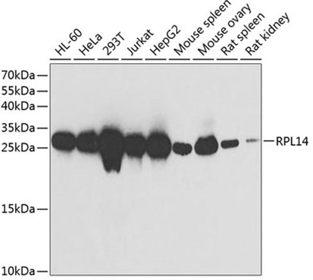 Western blot - RPL14 antibody (A13384)