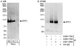 Detection of human RTF1 by western blot and immunoprecipitation.