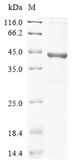 (Tris-Glycine gel) Discontinuous SDS-PAGE (reduced) with 5% enrichment gel and 15% separation gel.