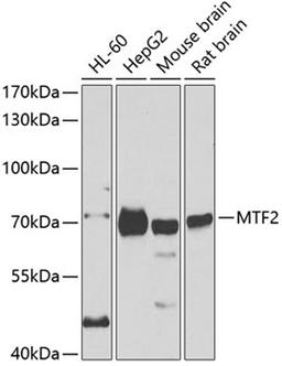 Western blot - MTF2 antibody (A7077)