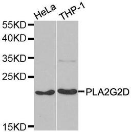 Western blot analysis of extracts of various cell lines using PLA2G2D antibody