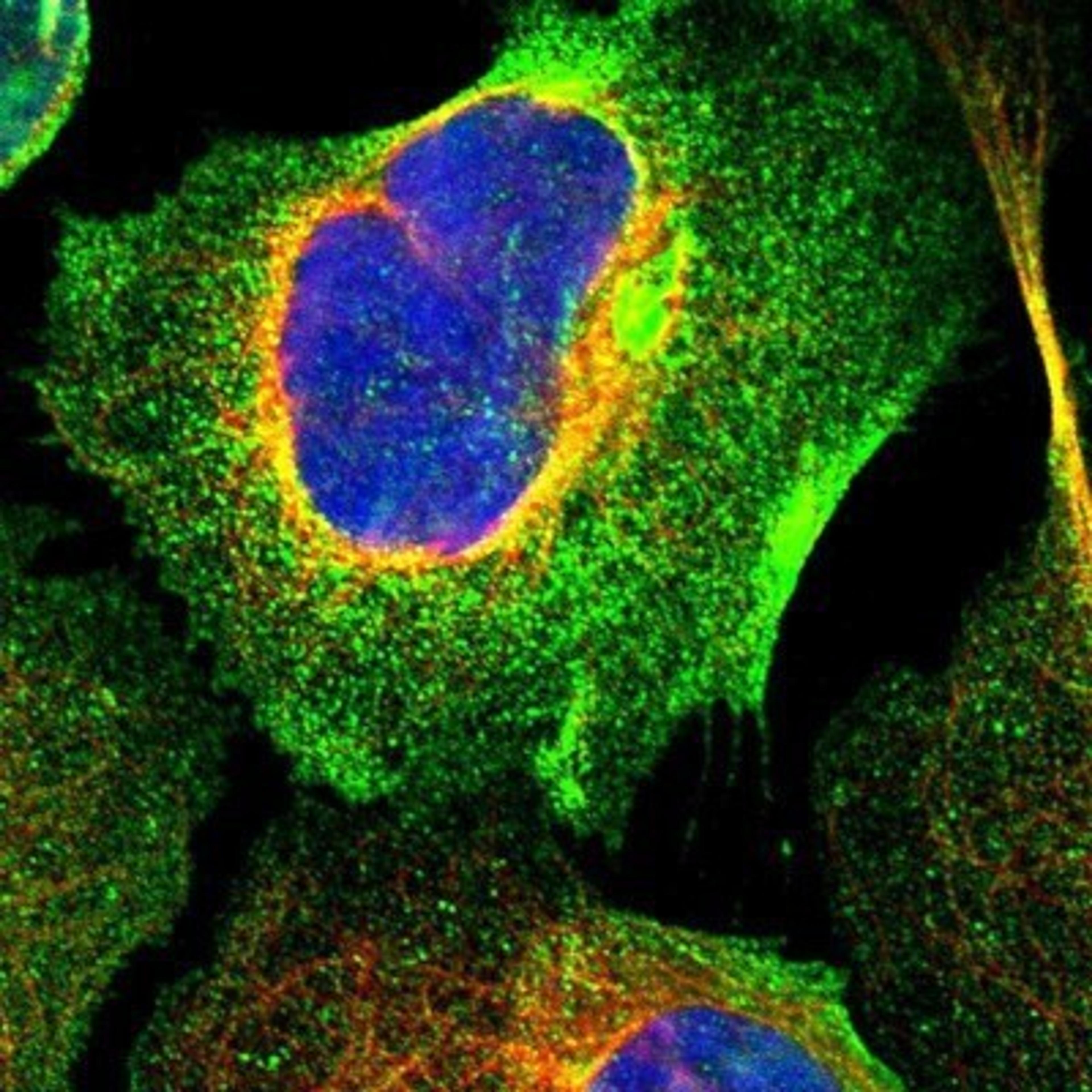 Immunocytochemistry/Immunofluorescence: LAX1 Antibody [NBP1-83661] - Staining of human cell line U-2 OS shows positivity in plasma membrane & cytoplasm.