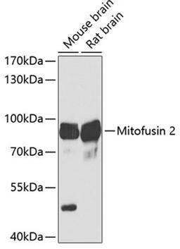 Western blot - Mitofusin 2 Antibody (A13606)