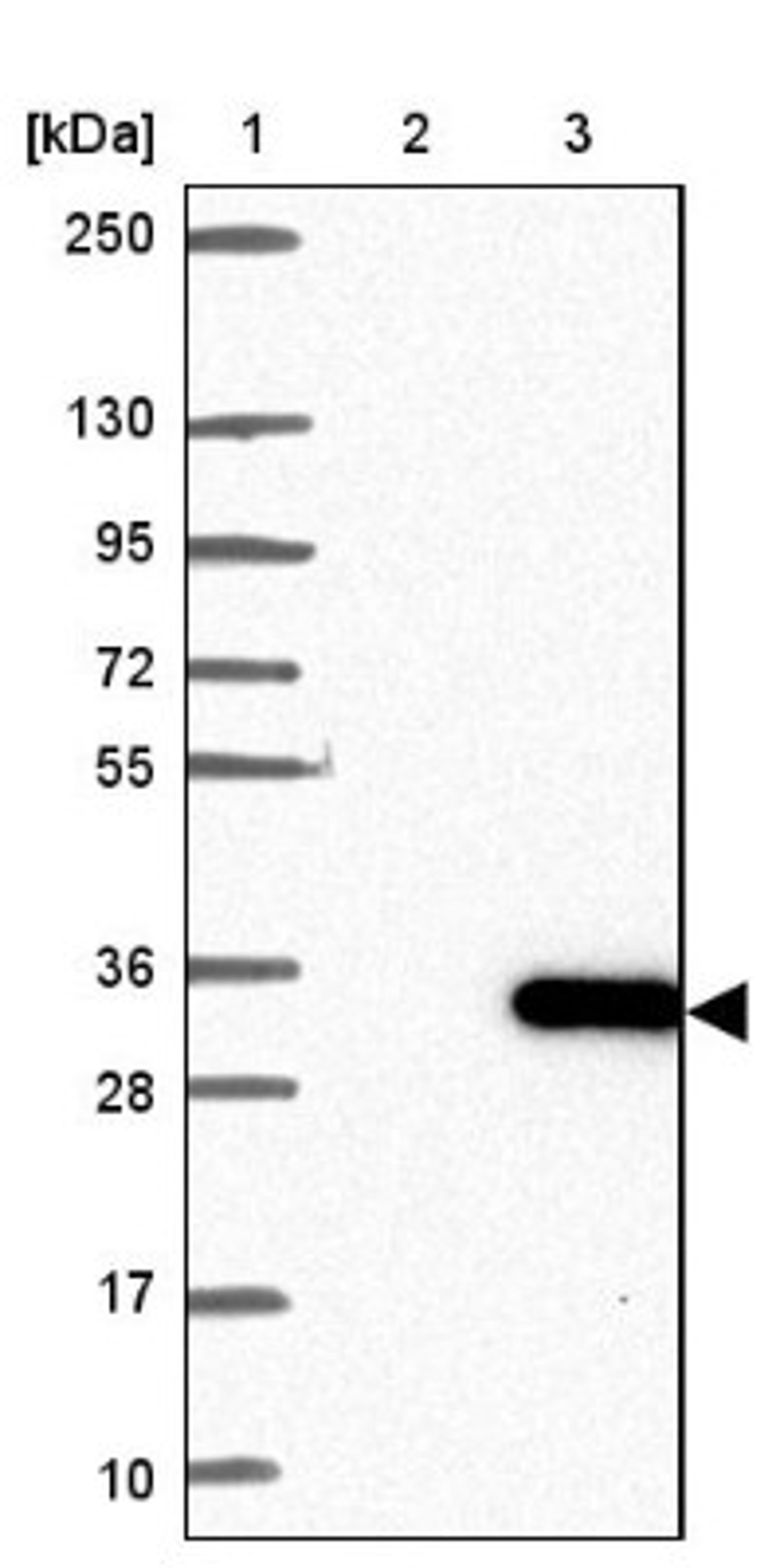 Western Blot: STARD6 Antibody [NBP2-13394] - Lane 1: Marker [kDa] 250, 130, 95, 72, 55, 36, 28, 17, 10<br/>Lane 2: Negative control (vector only transfected HEK293T lysate)<br/>Lane 3: Over-expression lysate (Co-expressed with a C-terminal myc-DDK tag (~3.1 kDa) in mammalian HEK293T cells, LY408374)