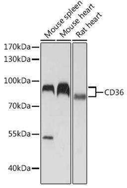 Western blot - CD36 antibody (A5792)