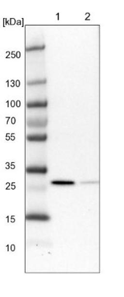 Western Blot: RSU1 Antibody [NBP1-82029] - Lane 1: NIH-3T3 cell lysate (Mouse embryonic fibroblast cells)<br/>Lane 2: NBT-II cell lysate (Rat Wistar bladder tumour cells)