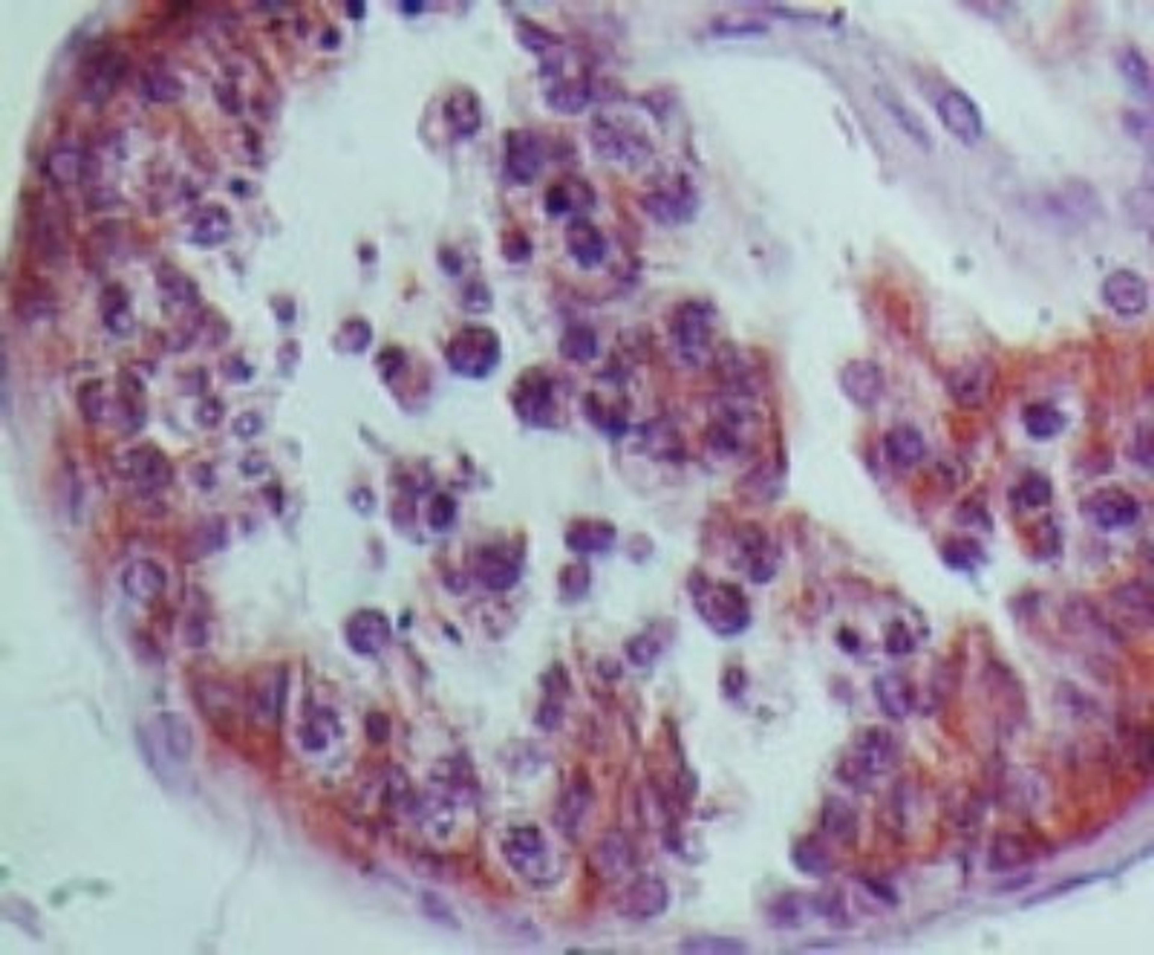 Immunohistochemistry-Paraffin: NLRP9 Antibody [NBP2-24661] - Formalin-fixed, paraffin-embedded human testis stained with NALP9 antibody at 5 ug/ml using peroxidase-conjugate and DAB chromogen.