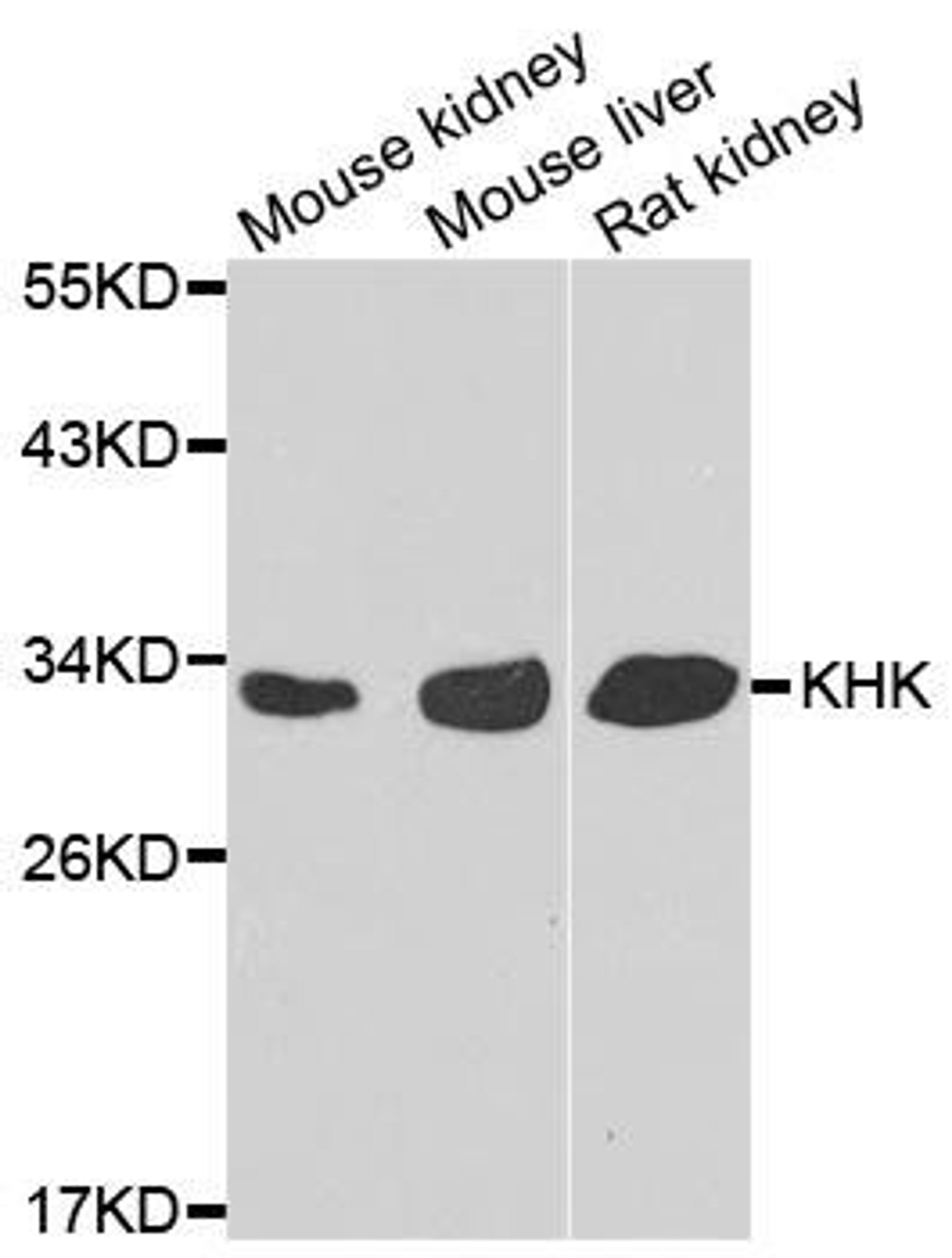 Western blot analysis of extracts of various cell lines using KHK antibody