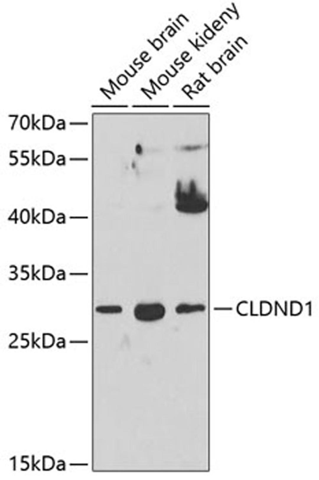 Western blot - CLDND1 antibody (A2945)