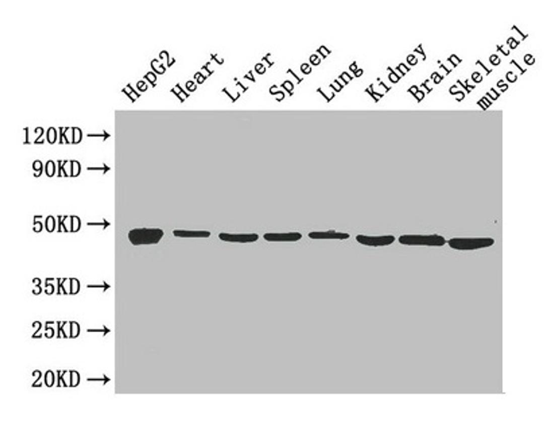 Western Blot. Positive WB detected in: HepG2 whole cell lysate, Mouse heart tissue, Mouse liver tissue, Mouse spleen tissue, Mouse lung tissue, Mouse kidney tissue, Mouse brain tissue, Mouse skeletal muscle tissue. All lanes: Eno1 antibody at 2.6µg/ml. Secondary. Goat polyclonal to rabbit IgG at 1/50000 dilution. Predicted band size: 48 kDa. Observed band size: 48 kDa