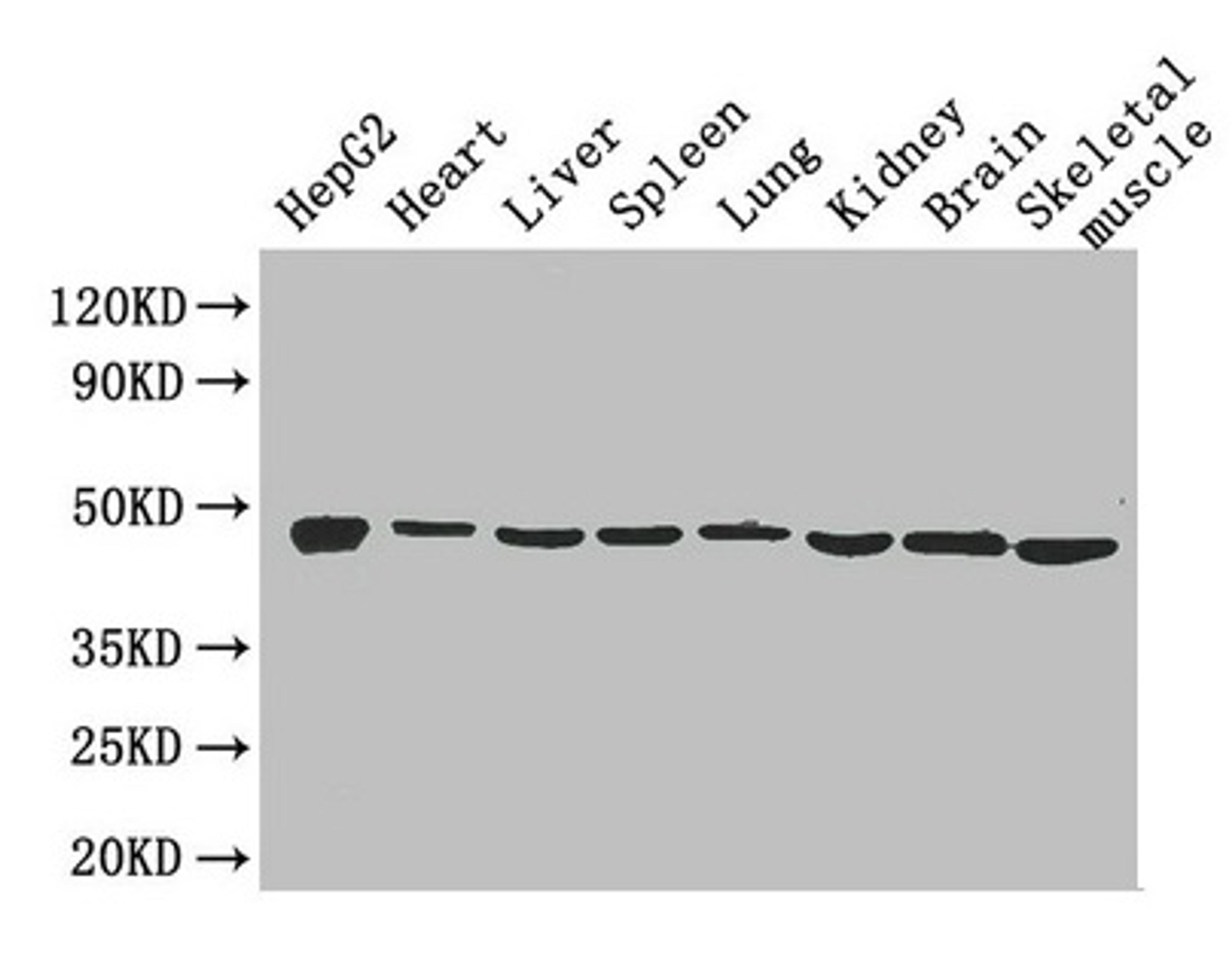 Western Blot. Positive WB detected in: HepG2 whole cell lysate, Mouse heart tissue, Mouse liver tissue, Mouse spleen tissue, Mouse lung tissue, Mouse kidney tissue, Mouse brain tissue, Mouse skeletal muscle tissue. All lanes: Eno1 antibody at 2.6µg/ml. Secondary. Goat polyclonal to rabbit IgG at 1/50000 dilution. Predicted band size: 48 kDa. Observed band size: 48 kDa