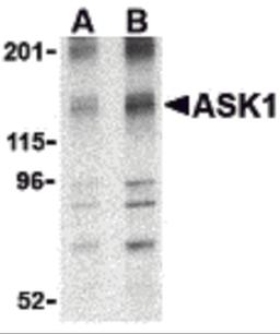 Western blot analysis of ASK1 in 3T3 cell lysate with ASK1 antibody at (A) 1 and (B) 2 μg/mL.