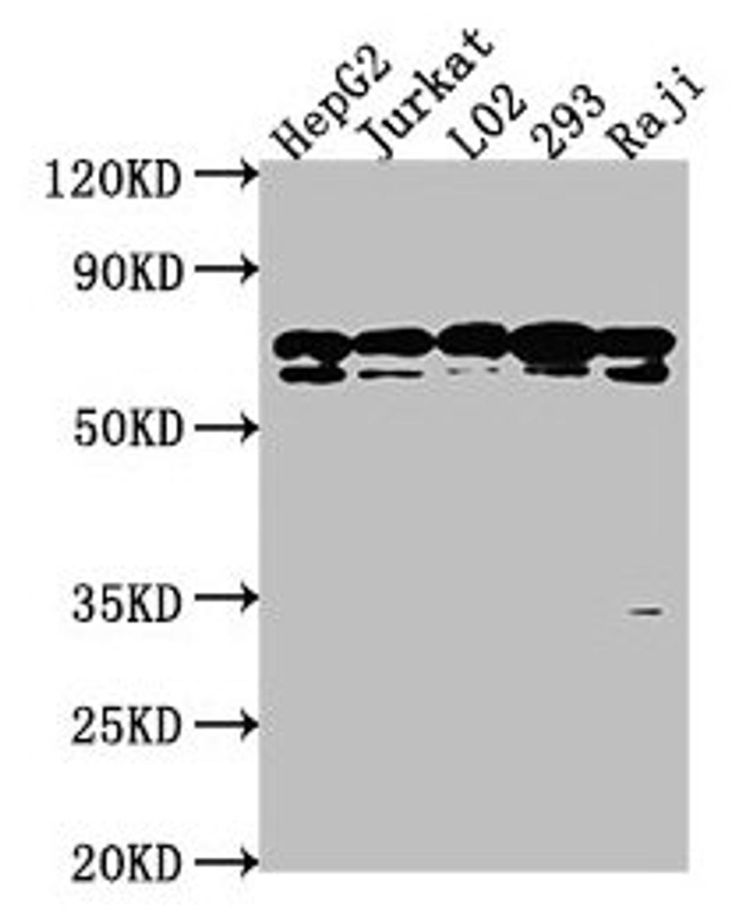 Western Blot. Positive WB detected in: HepG2 whole cell lysate, Jurkat whole cell lysate, L02 whole cell lysate, 293 whole cell lysate, Raji whole cell lysate. All lanes: HSPA1L antibody at 1:2000. Secondary. Goat polyclonal to rabbit IgG at 1/50000 dilution. Predicted band size: 71 kDa. Observed band size: 71 kDa. 