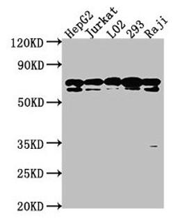 Western Blot. Positive WB detected in: HepG2 whole cell lysate, Jurkat whole cell lysate, L02 whole cell lysate, 293 whole cell lysate, Raji whole cell lysate. All lanes: HSPA1L antibody at 1:2000. Secondary. Goat polyclonal to rabbit IgG at 1/50000 dilution. Predicted band size: 71 kDa. Observed band size: 71 kDa. 