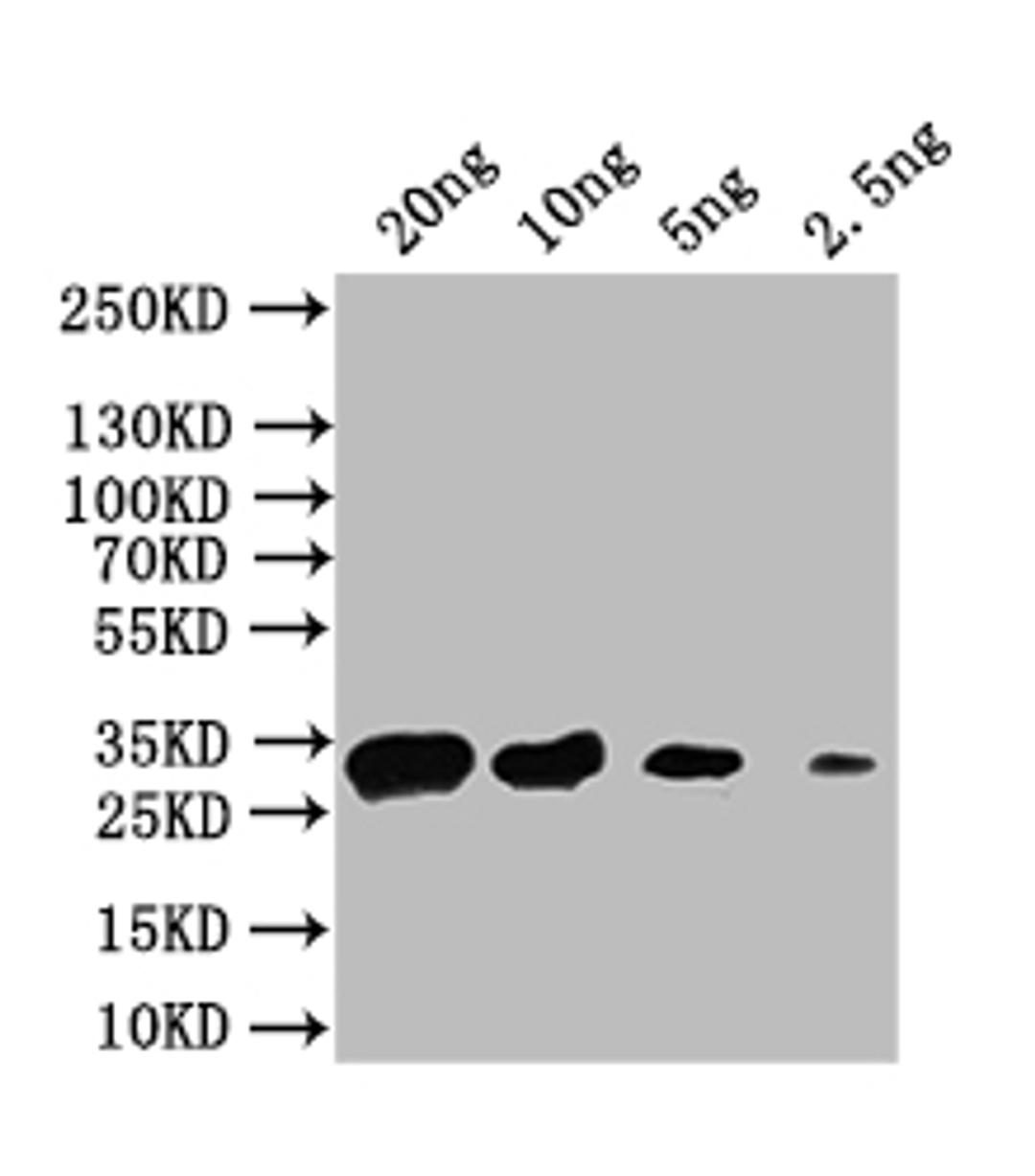 Western Blot. Positive WB detected in: recombinant protein. All lanes: acnA Antibody at 1:1000. Secondary. Goat polyclonal to rabbit IgG at 1/50000 dilution. Predicted band size: 32 kDa. Observed band size: 32 kDa. 