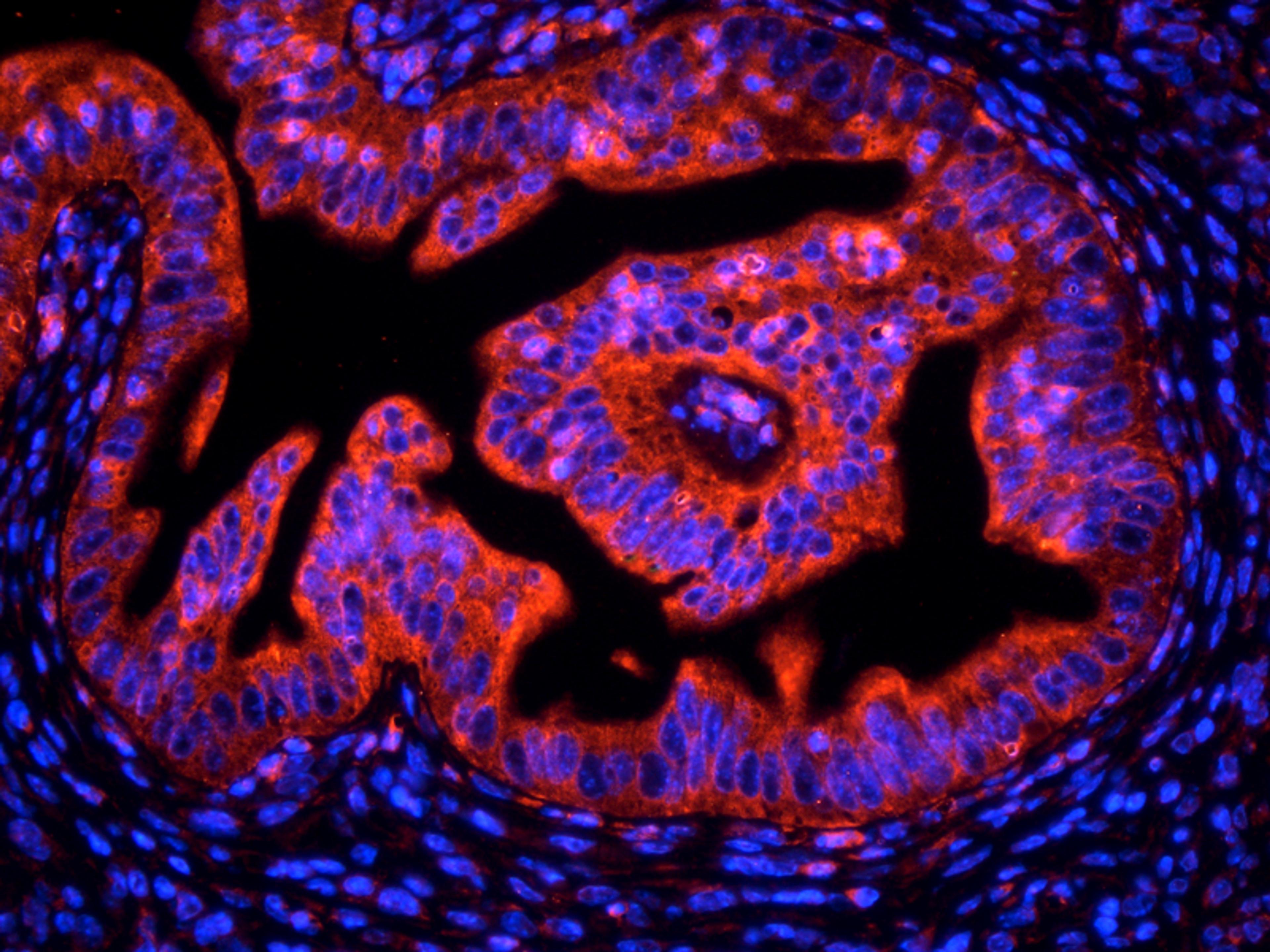 Immunohistochemical staining of mouse uterus tissue using Nox1 antibody (dilution of primary antibody - 1:200)