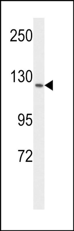 Western blot analysis of VGFR1 Antibody in MCF-7 cell line lysates (35ug/lane)