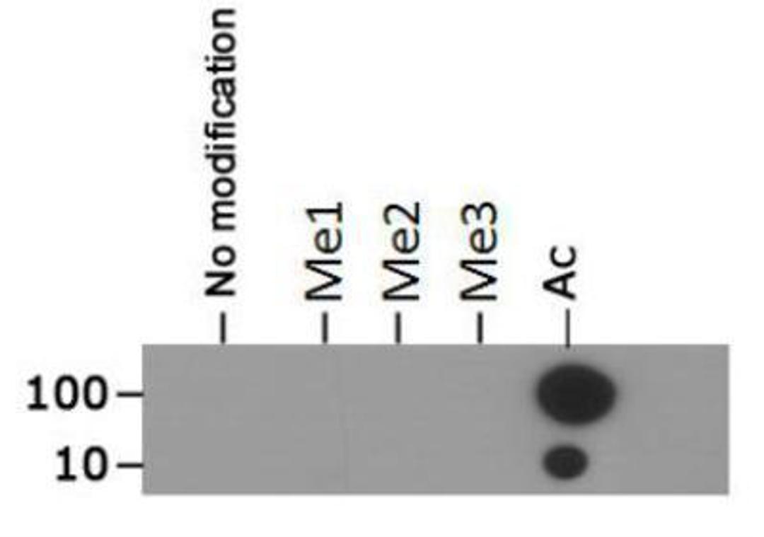 Dot Blot: Histone H3 [ac Lys18] Antibody [NB21-1144] - Dot blot analysis of Histone H3 K18ac in the peptides listed above in picomoles of peptide.