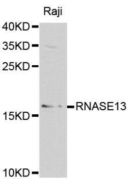 Western blot analysis of extracts of various cell lines using RNASE13 antibody