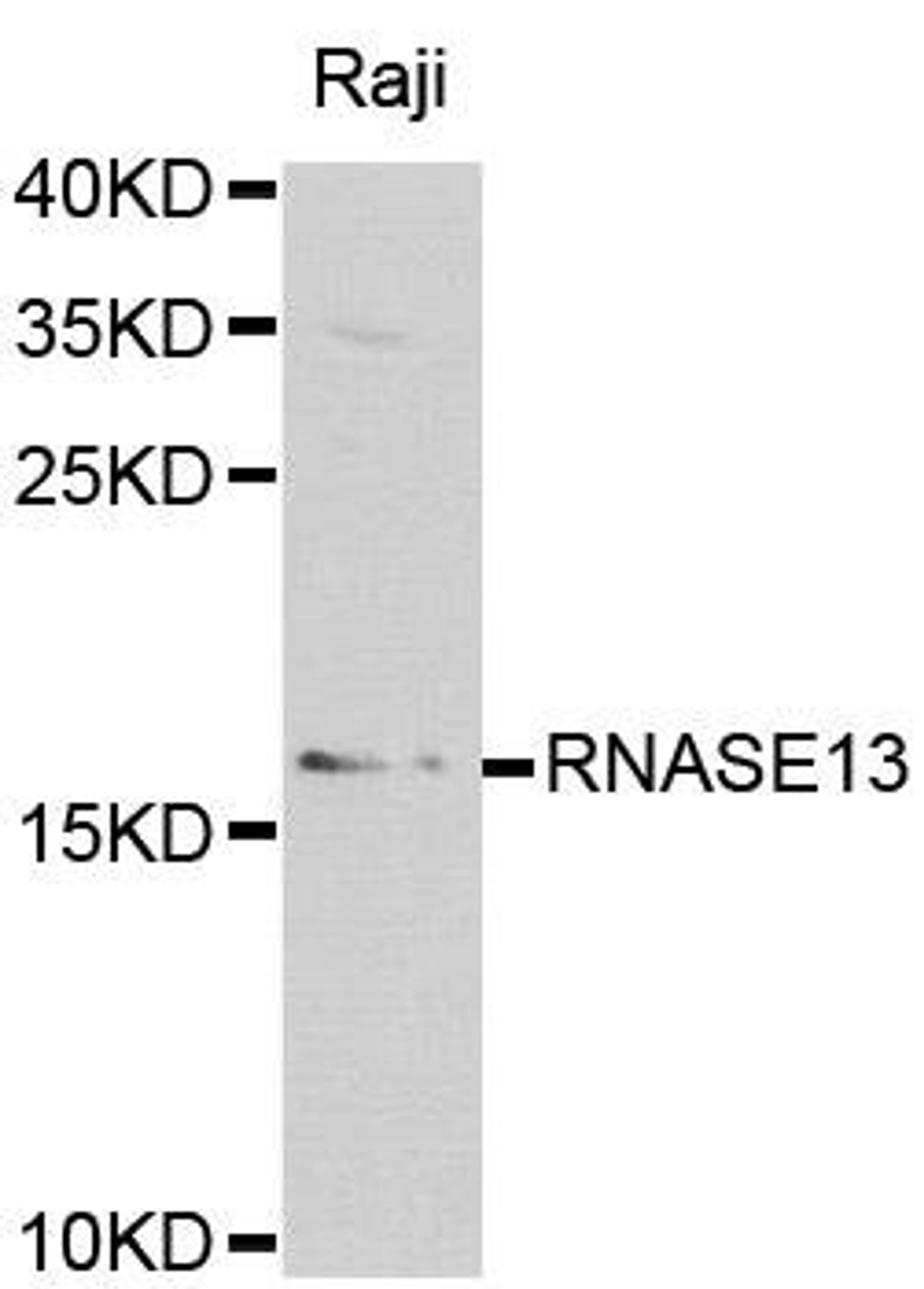 Western blot analysis of extracts of various cell lines using RNASE13 antibody