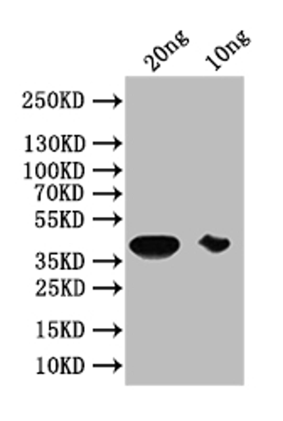Western Blot. Positive WB detected in: recombinant protein. All lanes: PIP1-5 Antibody at 1:1000. Secondary. Goat polyclonal to rabbit IgG at 1/50000 dilution. Predicted band size: 38 kDa. Observed band size: 38 kDa. 