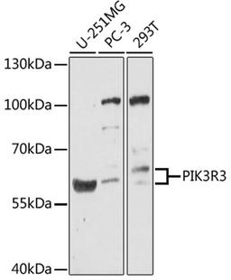 Western blot - PIK3R3 antibody (A17322)