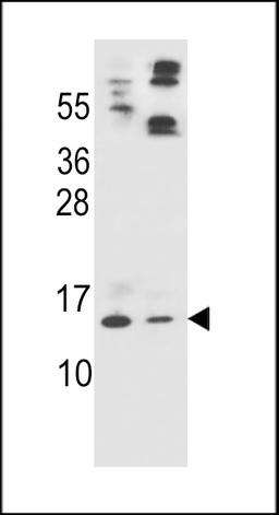 Western blot analysis in HL-60(lane 1),A549(lane 2) cell line lysates (35ug/lane).