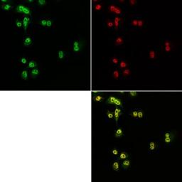 Immunocytochemistry/Immunofluorescence: Nup53 Antibody [NB100-93322] - Showing nuclear co-localization with p300 in PANC-1 cells using anti-Nup53 antibody (green). Image from verified customer review.