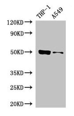 Western Blot. Positive WB detected in: THP-1 whole cell lysate, A549 whole cell lysate. All lanes: IRF3 antibody at 5µg/ml. Secondary. Goat polyclonal to rabbit IgG at 1/50000 dilution. Predicted band size: 50 kDa. Observed band size: 50 kDa