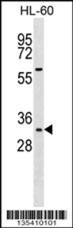 Western blot analysis in HL-60 cell line lysates (35ug/lane).