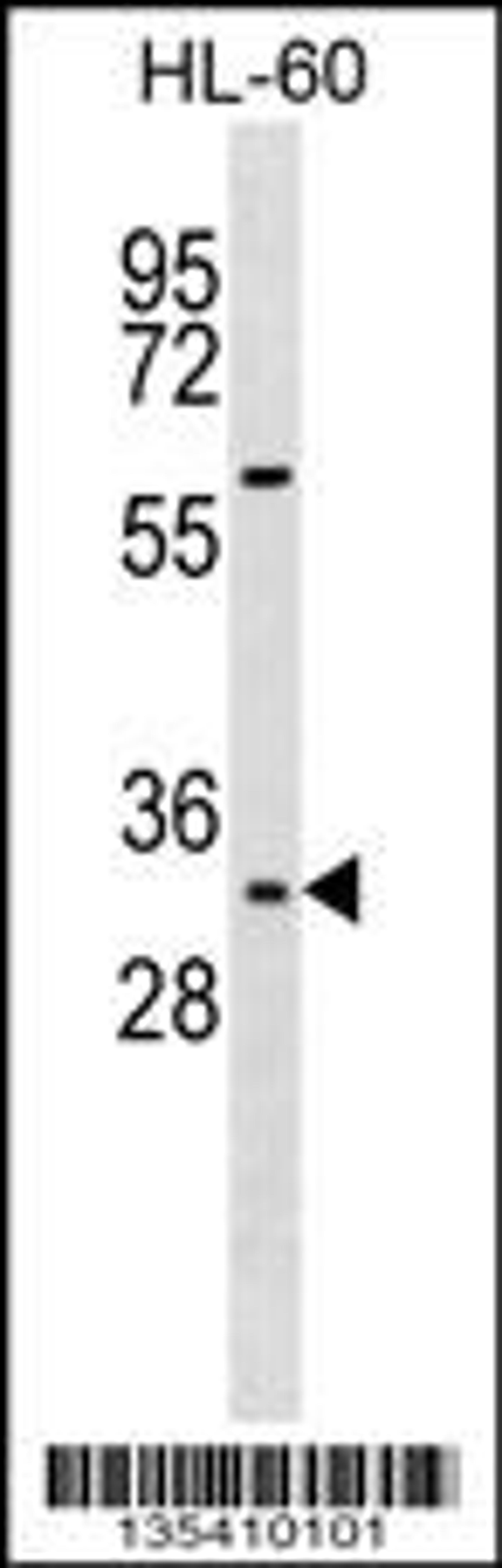 Western blot analysis in HL-60 cell line lysates (35ug/lane).