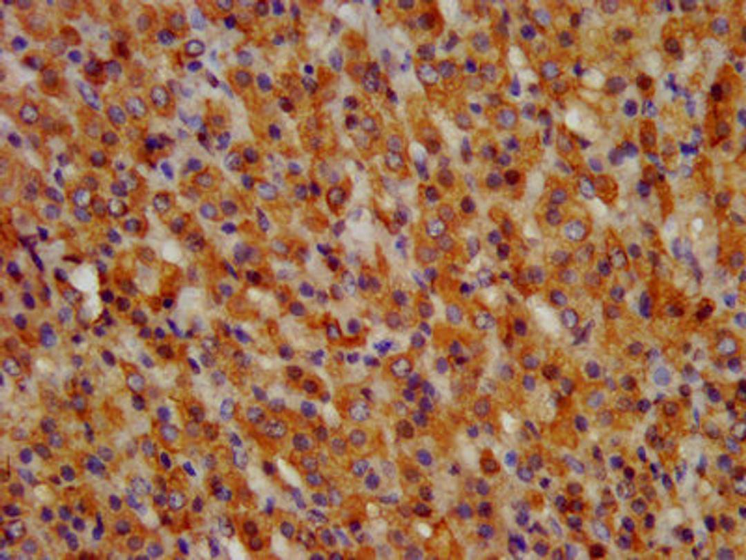 IHC image of CSB-PA009943LA01HU diluted at 1:300 and staining in paraffin-embedded human adrenal gland tissue performed on a Leica BondTM system. After dewaxing and hydration, antigen retrieval was mediated by high pressure in a citrate buffer (pH 6.0). Section was blocked with 10% normal goat serum 30min at RT. Then primary antibody (1% BSA) was incubated at 4&deg;C overnight. The primary is detected by a biotinylated secondary antibody and visualized using an HRP conjugated SP system.