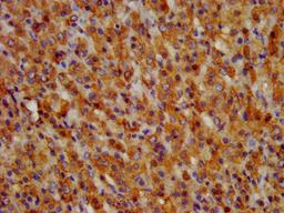 IHC image of CSB-PA009943LA01HU diluted at 1:300 and staining in paraffin-embedded human adrenal gland tissue performed on a Leica BondTM system. After dewaxing and hydration, antigen retrieval was mediated by high pressure in a citrate buffer (pH 6.0). Section was blocked with 10% normal goat serum 30min at RT. Then primary antibody (1% BSA) was incubated at 4&deg;C overnight. The primary is detected by a biotinylated secondary antibody and visualized using an HRP conjugated SP system.