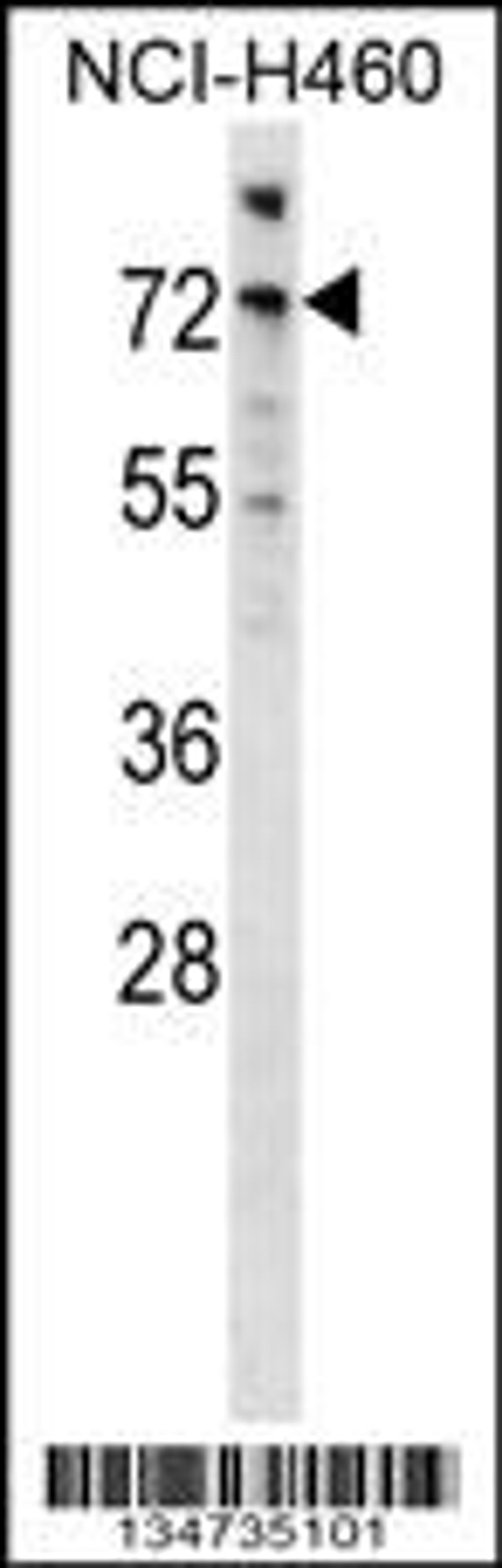 Western blot analysis in NCI-H460 cell line lysates (35ug/lane).