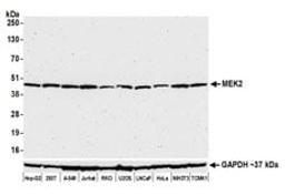 Detection of human and mouse MEK2 by western blot.