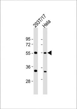 Western Blot at 1:2000 dilution Lane 1: 293T/17 whole cell lysate Lane 2: Hela whole cell lysate Lysates/proteins at 20 ug per lane.