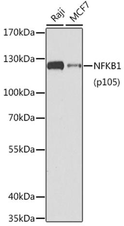 Western blot - NFKB1 antibody (A11160)