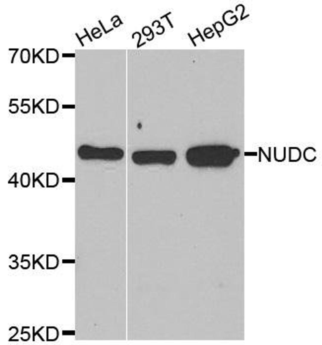 Western blot analysis of extracts of various cell lines using NUDC antibody