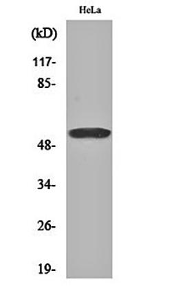 Western blot analysis of Hela cell lysates using GRASP55 antibody