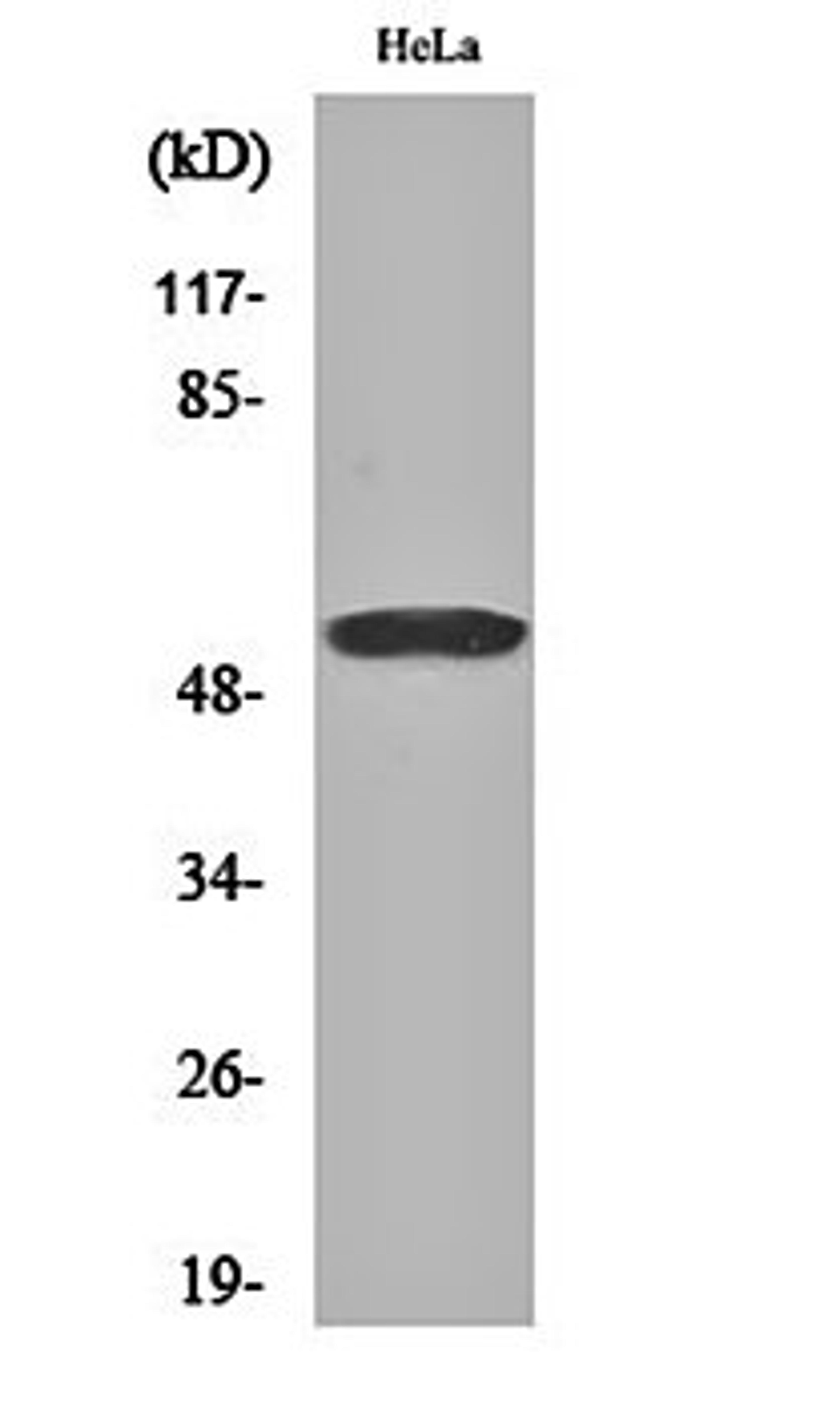 Western blot analysis of Hela cell lysates using GRASP55 antibody