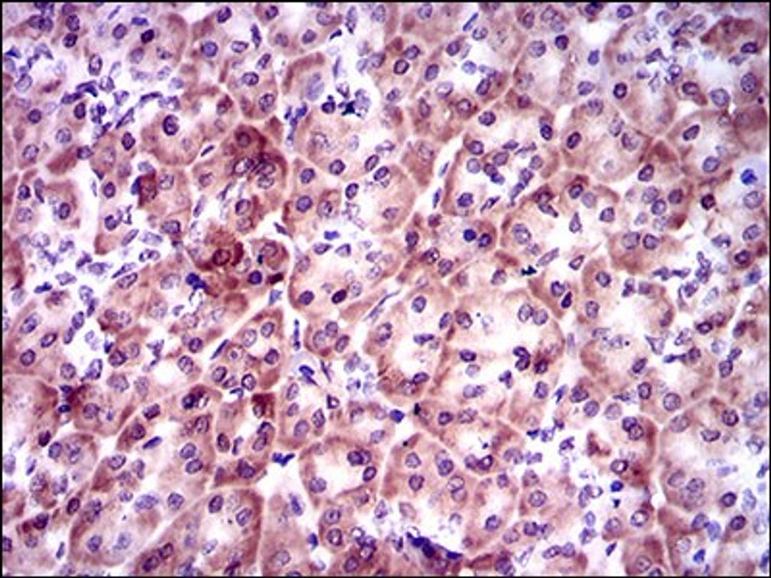 Immunohistochemistry: PSAP Antibody (4D5F4) [NBP2-37422] - mmunohistochemical analysis of paraffin-embedded pancreas tissues using PSAP mouse mAb with DAB staining.