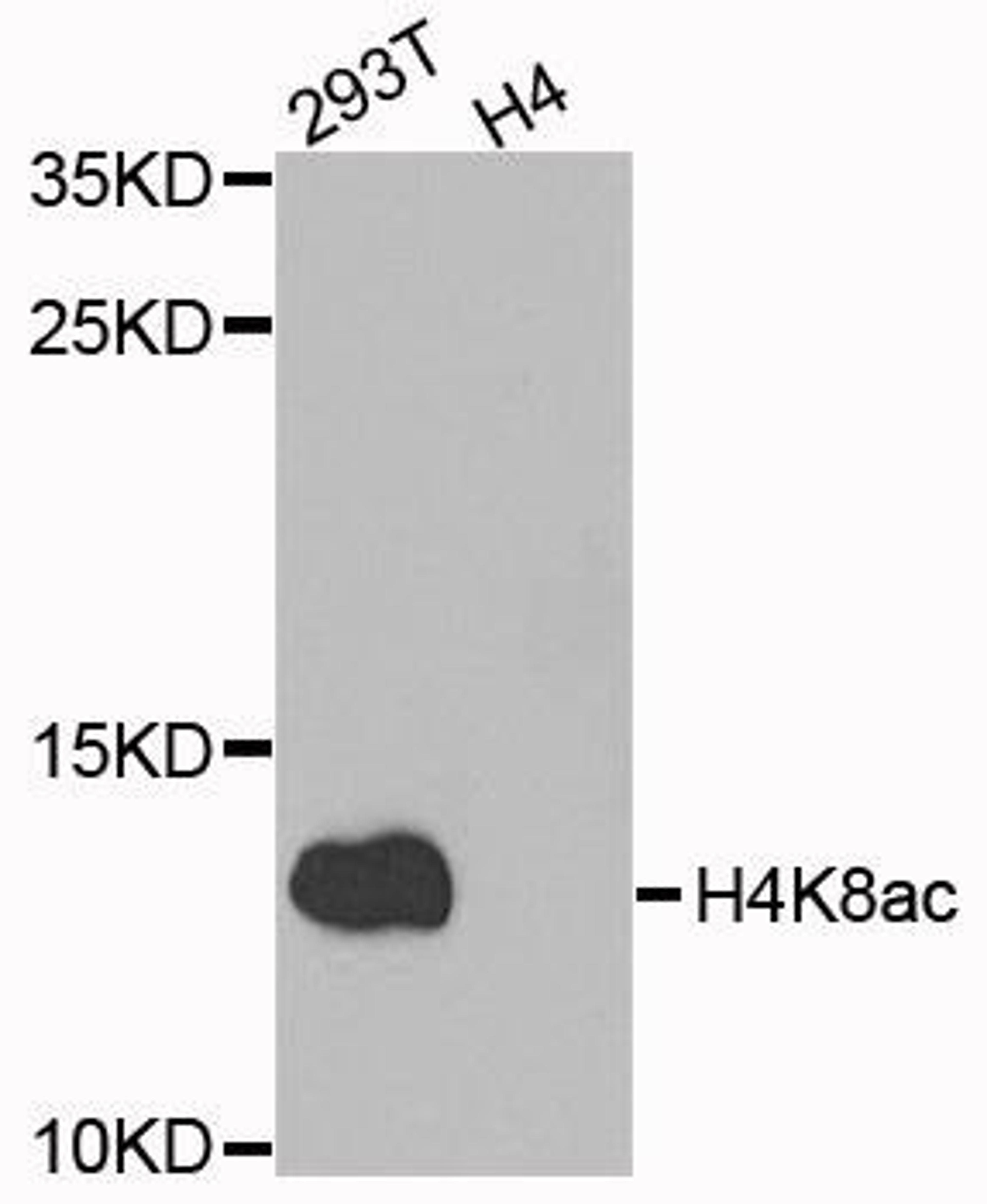 Western blot analysis of extracts of various cells using Acetyl-Histone H4-K8 antibody