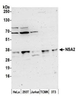 Detection of human and mouse NSA2 by western blot.